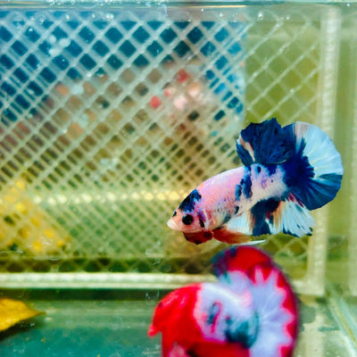 Plakat Candy Metallic Betta 120 Male betta
