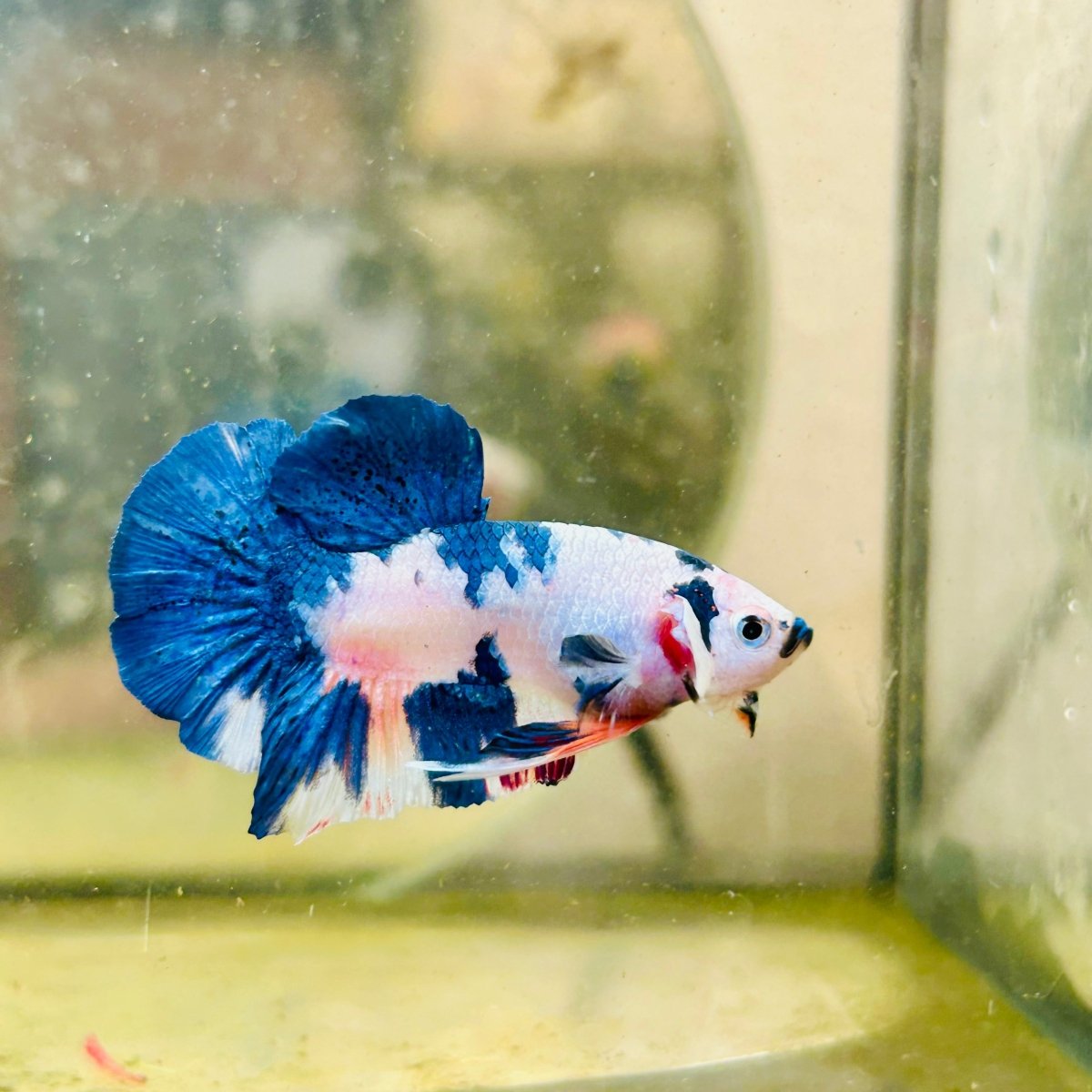 Plakat Candy White Koi Male Betta 099
