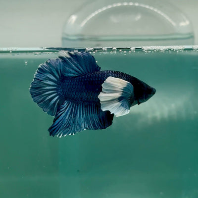 Plakat Dumbo Blue Male Betta Ma14