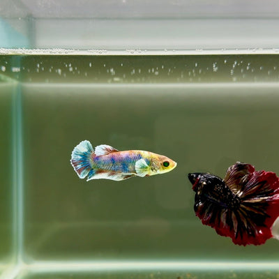 Plakat Dumbo Koi Green Eye Female Betta J06