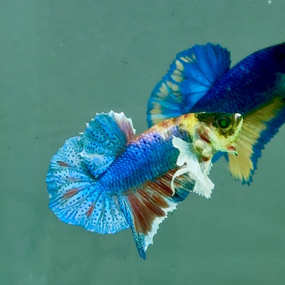 Plakat Dumbo Koi Green Eye Male Betta A227