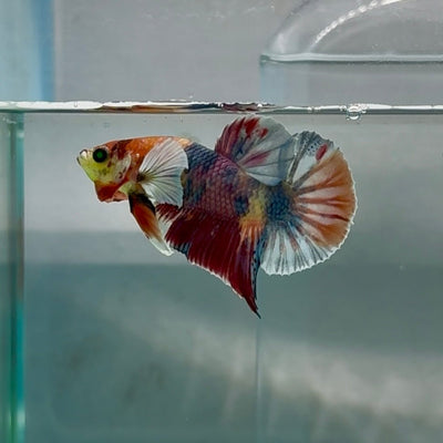 Plakat Dumbo Koi Green Eye Male Betta Au98 Live Betta Fish Male betta