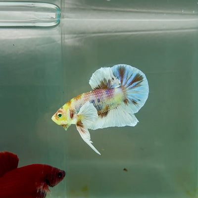 Plakat Dumbo Koi Green Eye Male Betta M116