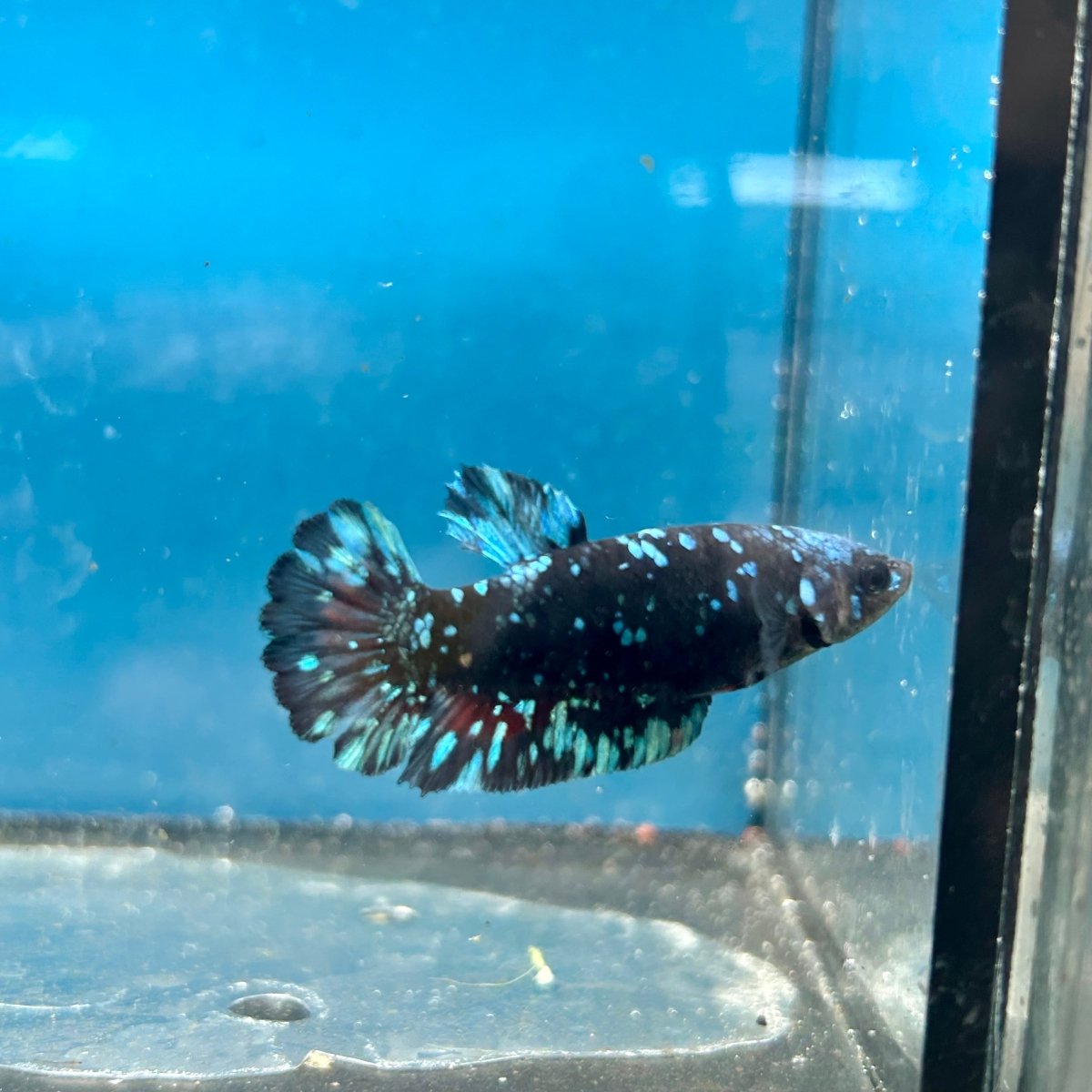 Plakat Female Betta Avarta Stardust 102