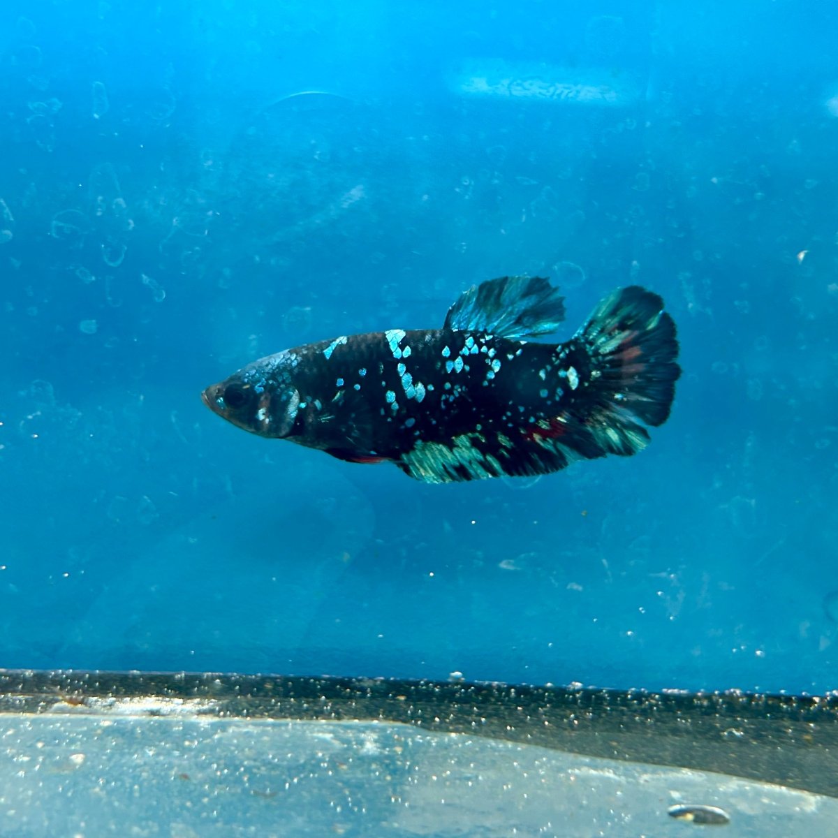 Plakat Female Betta Avarta Stardust 102