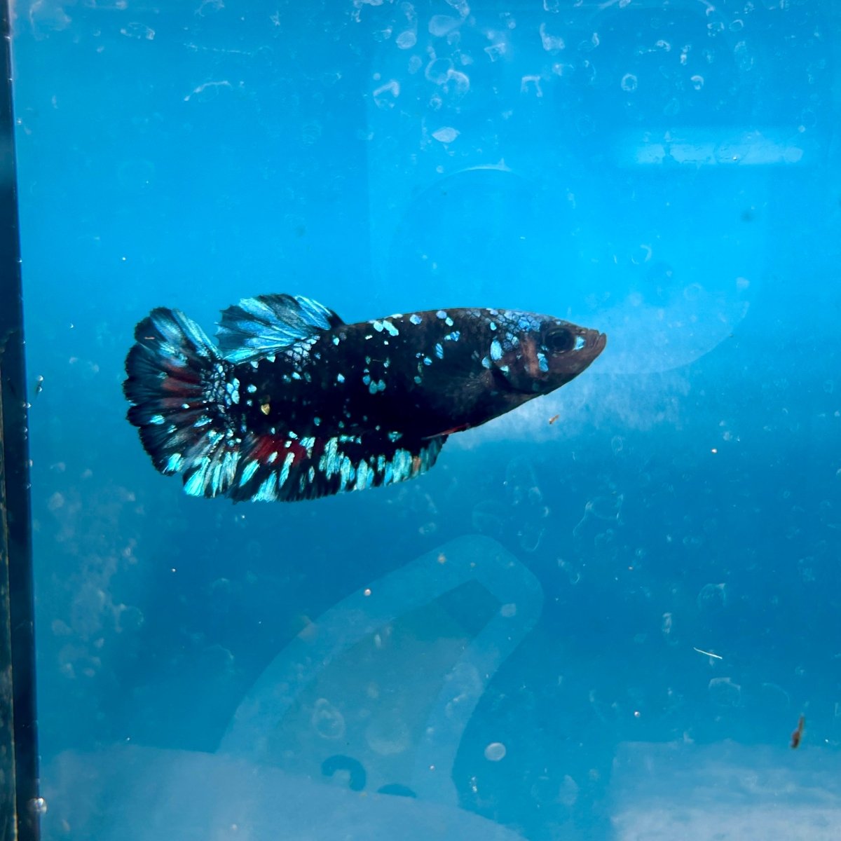 Plakat Female Betta Avarta Stardust 102