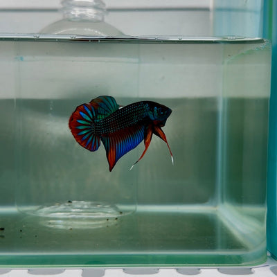 Plakat Green Imbellis Male Betta N114