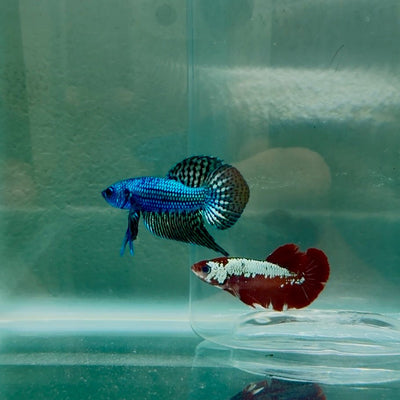 Plakat Green Wild Alien Male Betta N43,N62,N63