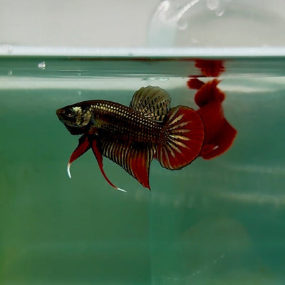 Plakat Imbellis Copper Male Betta M11