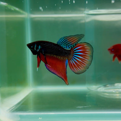 Plakat Imbellis Longtail M13