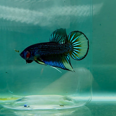 Plakat Imbellis Yellow Male Betta M110