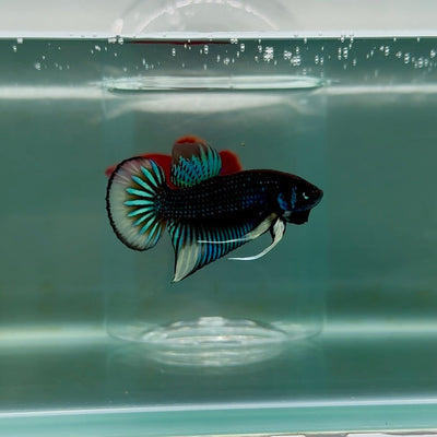 Plakat Imbellis Yellow Male Betta M12