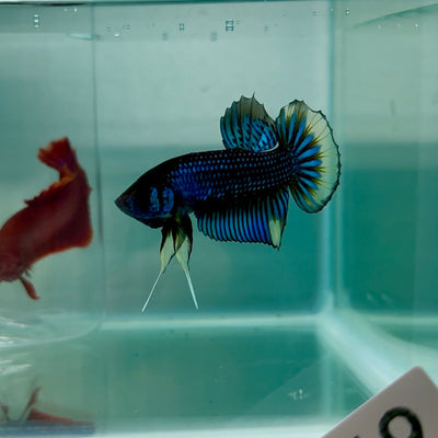 Plakat Imbellis Yellow Male Betta M18