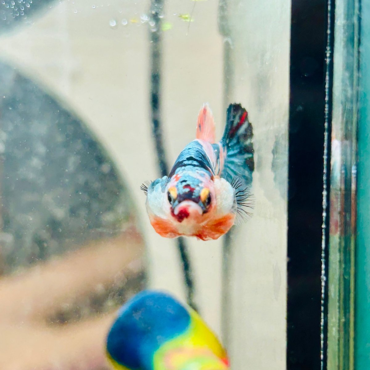 Plakat Koi Candy Female Betta 017