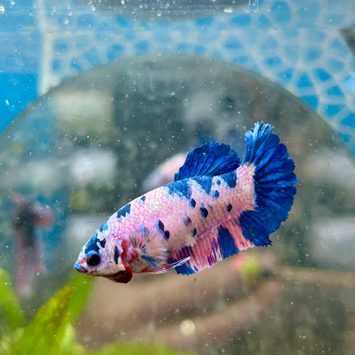 Plakat Koi Candy Female Betta 049