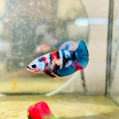 Plakat Koi Candy Female Betta A112