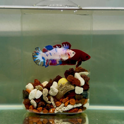 Plakat Koi Candy Female Betta J23