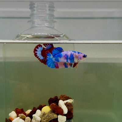 Plakat Koi Candy Female Betta J25