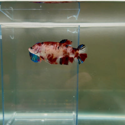 Plakat Koi Multicolor Female Betta Giant N09