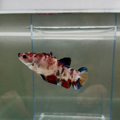 Plakat Koi Multicolor Female Betta Giant N10