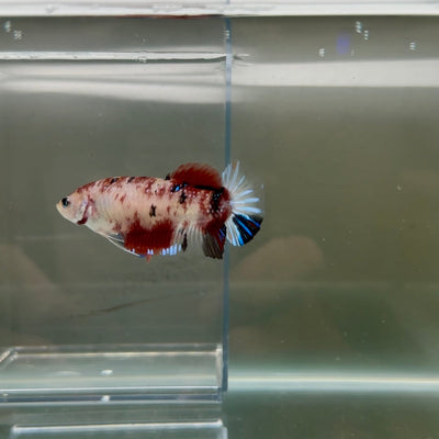 Plakat Koi Multicolor Female Betta Giant N11