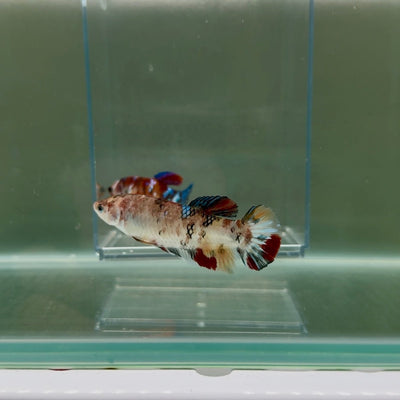 Plakat Koi Multicolor Female Betta Giant N13