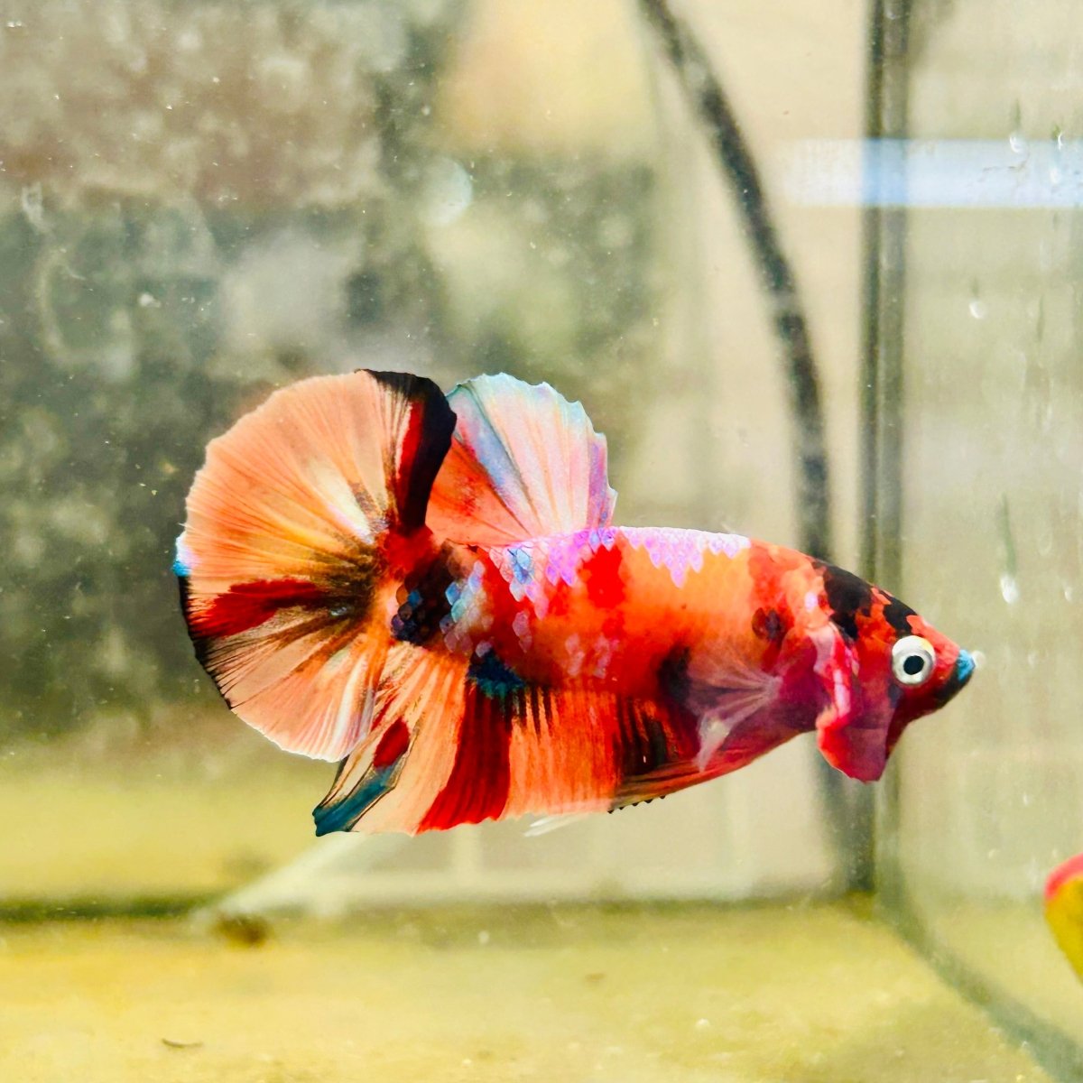 Plakat Koi Multicolor Male Betta 135