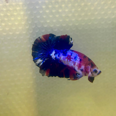 Plakat Koi Multicolor Male Betta 165 Male betta