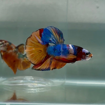 Plakat Koi Multicolor Male Betta Au94 Live Betta Fish Male betta