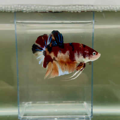 Plakat Koi Multicolor Male Betta Giant N04