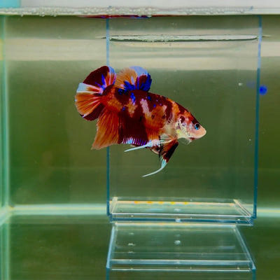 Plakat Koi Multicolor Male Betta Giant N06