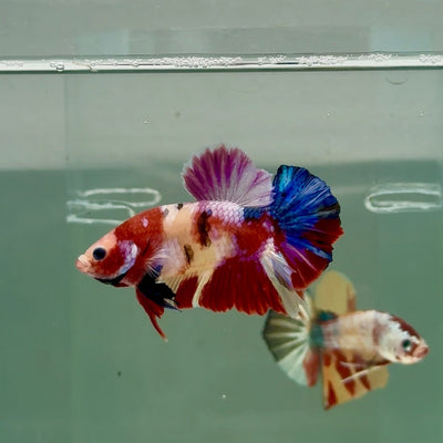 Plakat Koi Multicolor Male Betta Ju26 Male betta