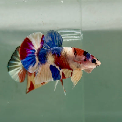 Plakat Koi Multicolor Male Betta Ju28 Male betta