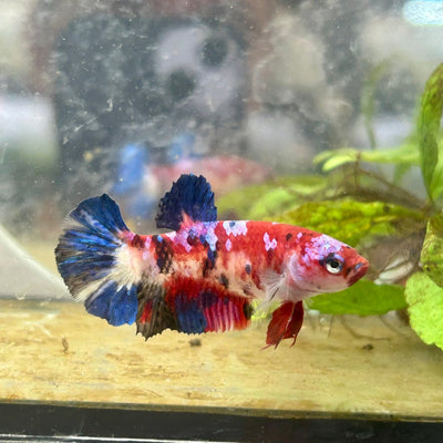 Plakat Koi Red Galaxy Female Betta 134