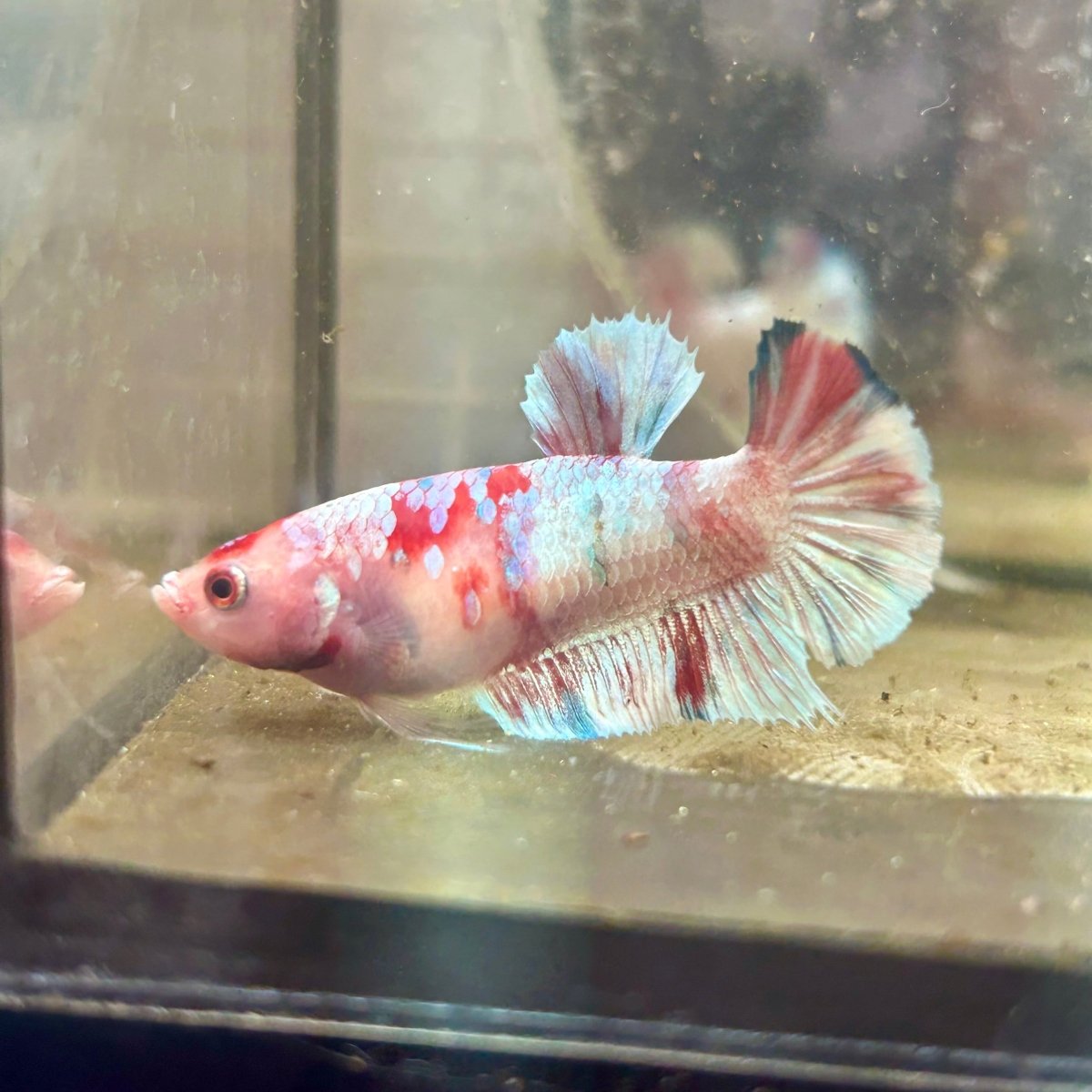 Plakat Koi Red Snow Female Betta 143