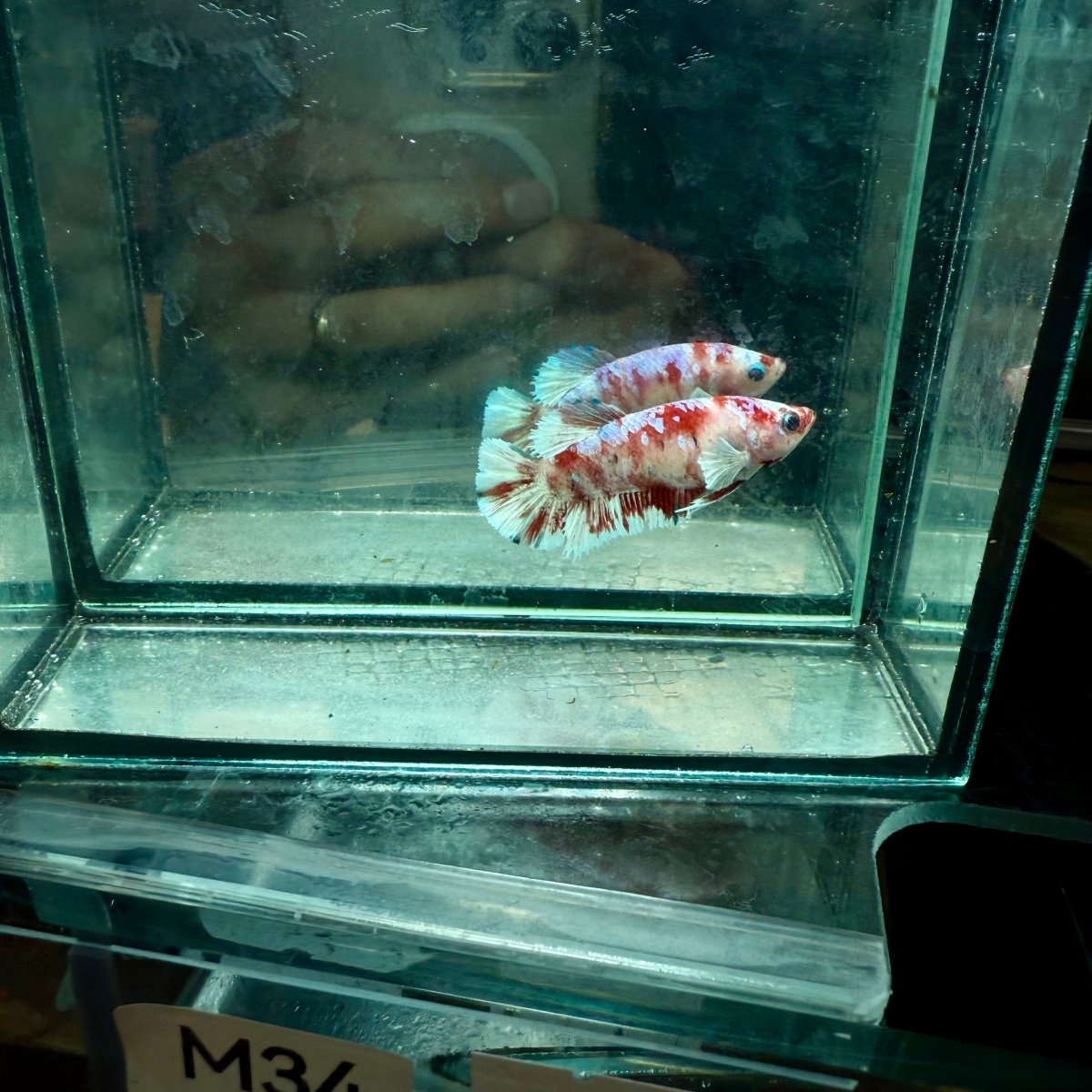 Plakat Koi Red Snow Female Betta