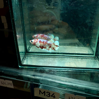 Plakat Koi Red Snow Female Betta