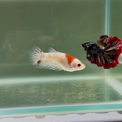 Plakat Koi Tancho Giant Female Betta D16