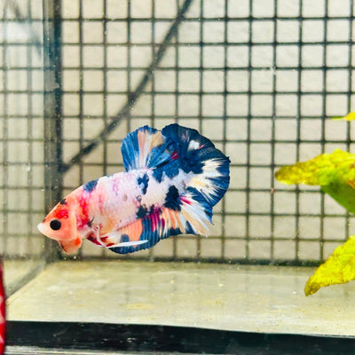 Plakat Koi White Candy Male Betta 125 Male betta