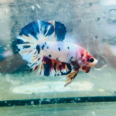 Plakat Koi White Candy Male Betta Ju26 Male betta