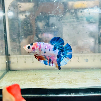 Plakat Koi White Candy Male Betta JU45 Male betta