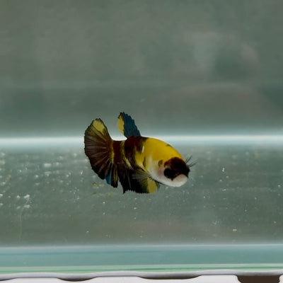 Plakat Koi Yellow Copper Female Betta N22