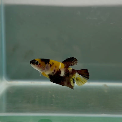Plakat Koi Yellow Copper Female Betta N36