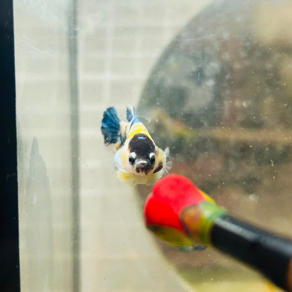 Plakat Koi Yellow Female Betta D25