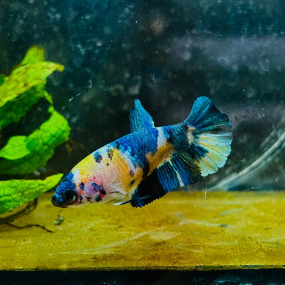 Plakat Koi Yellow Galaxy Female Betta 144 Female betta