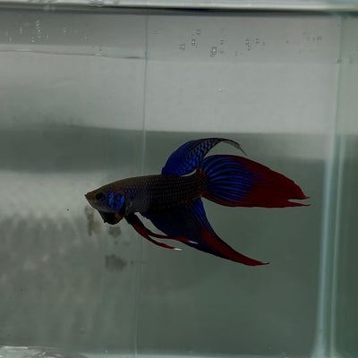 Plakat Longtail Blue Imbellis Male Betta N113