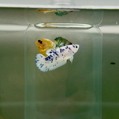 Plakat Marble Dot Female Betta F20