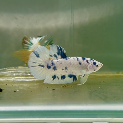 Plakat Marble Dot Male Betta F35