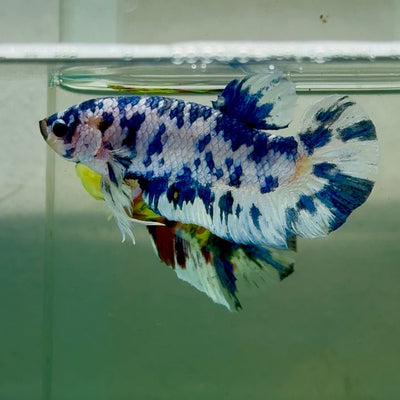 Plakat Marble Dot Male Betta Jul35 Live Betta Fish Male betta