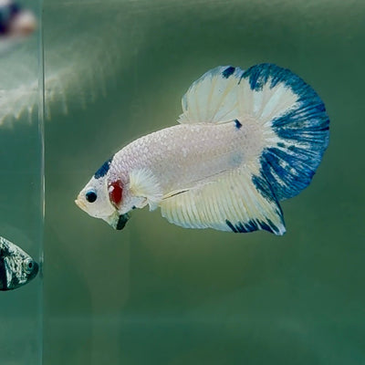 Plakat Marble Tancho Male Betta Au47 Male betta